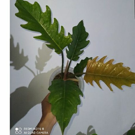 philodendron caramel marble / philo caramel variegata indukannya