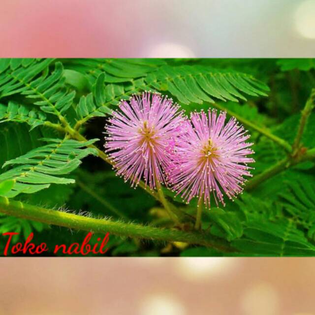 

Daun putri malu 500gr