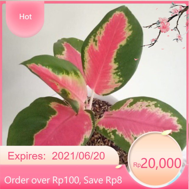Tanaman hias Pot - Aglaonema Red cochyn - Aglonema red kocin