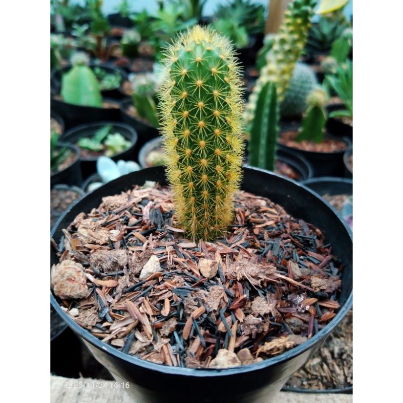 kaktus ownroot ekor tupai