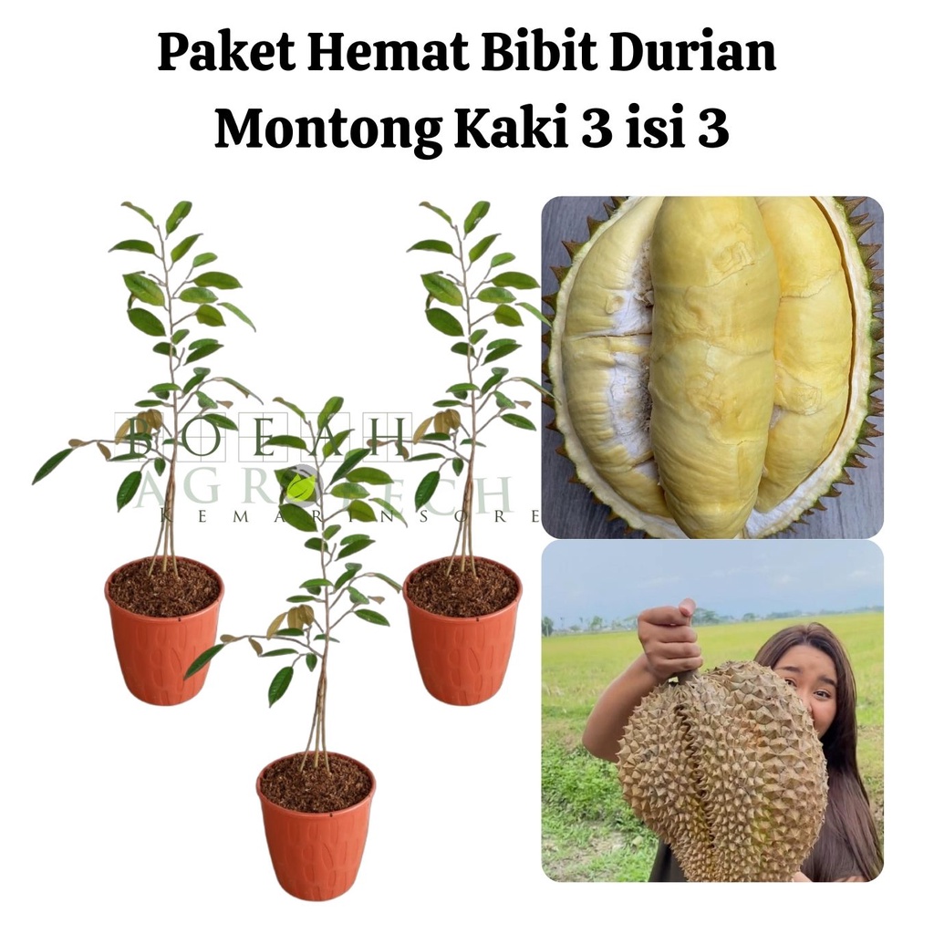 Paket Hemat Bibit Durian Montong Kaki 3 Isi 3 Bonus Bibit Strawberry+Polibag