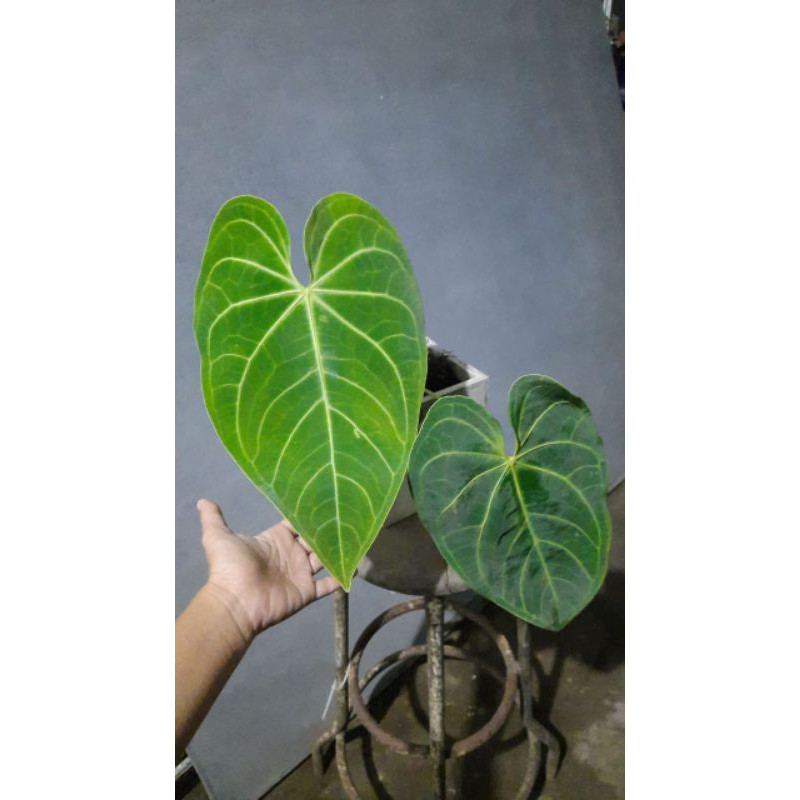 Anthurium Magnificum norte