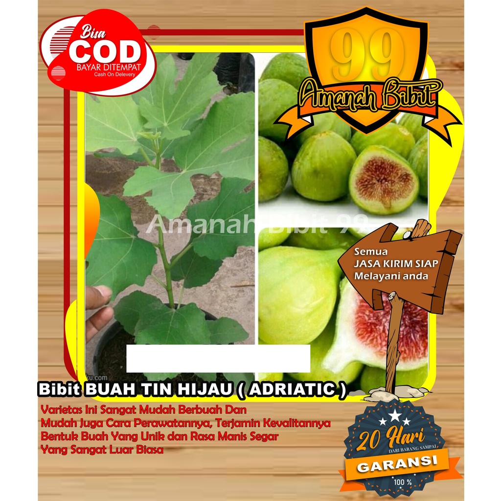 Bibit TIN ADRIATIK hasil okulasi SUPER buah hijau manis dan lezat