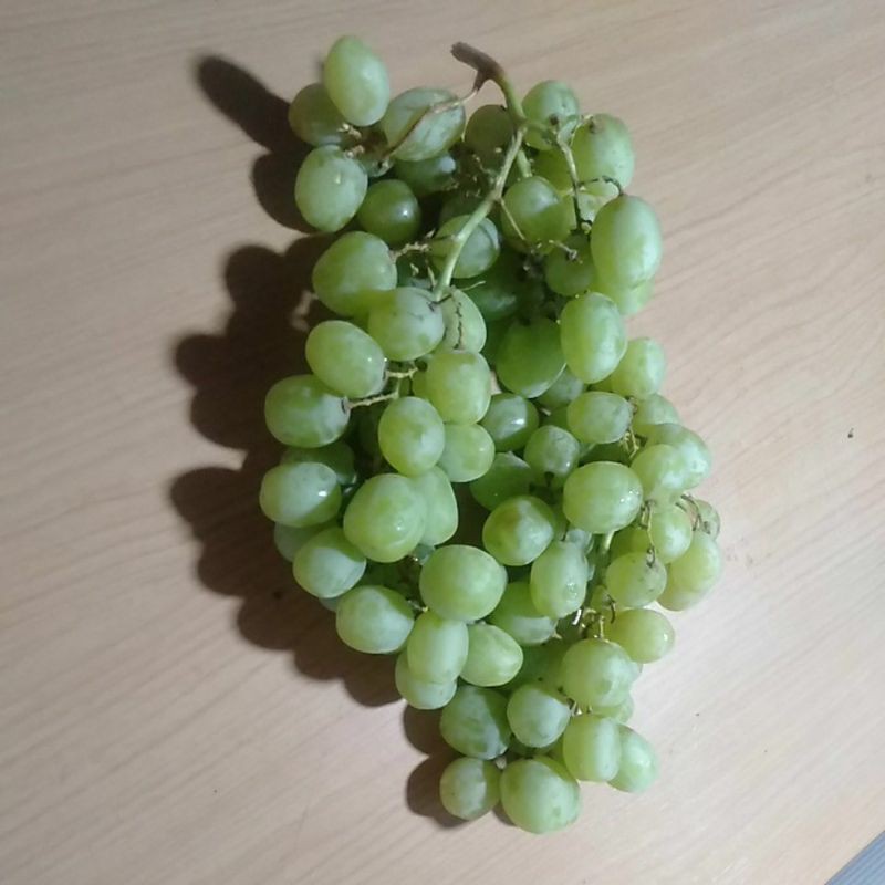 

Anggur Hijau Australia