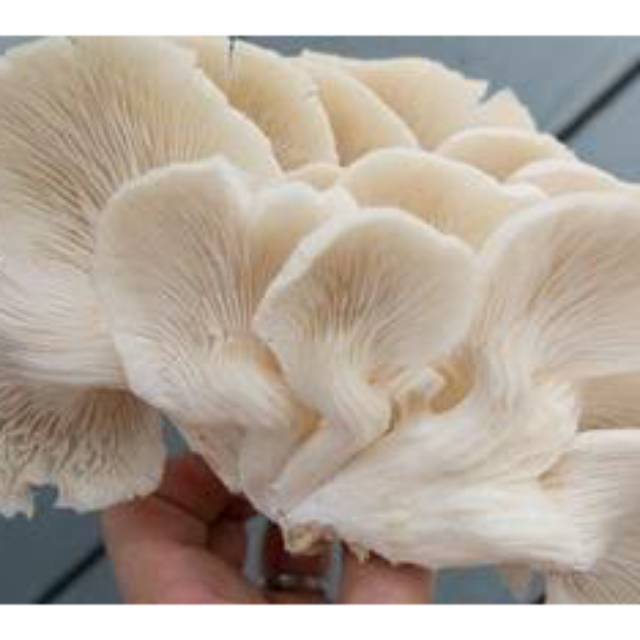 

Jamur tiram 500 gr