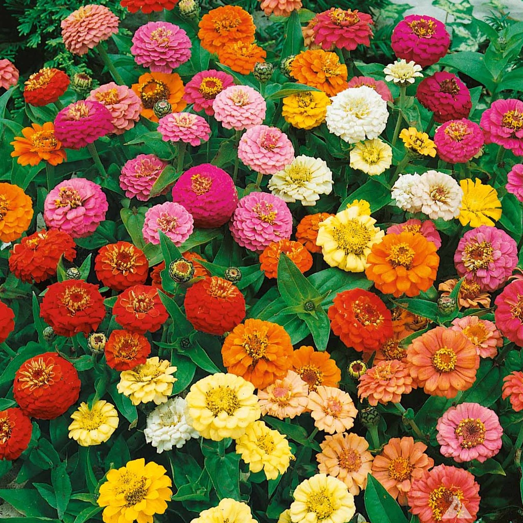 5 Benih Zinnia Elegans Mix Bibit Bunga Zinnia Liliput Tumpuk Mixed Dahlia Kembang Kertas Unggul