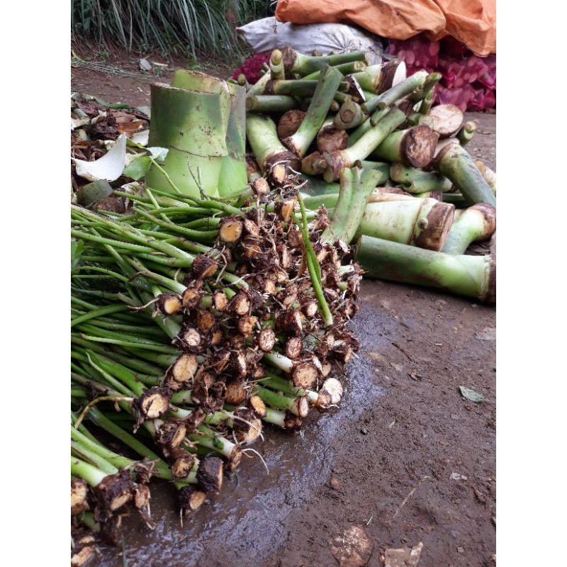 bibit talas beneng semay 100 biji