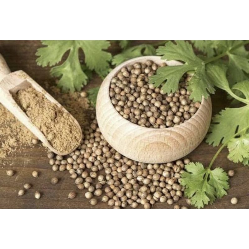 benih CORIANDER DAUN KETUMBAR yansui  isi 10 biji