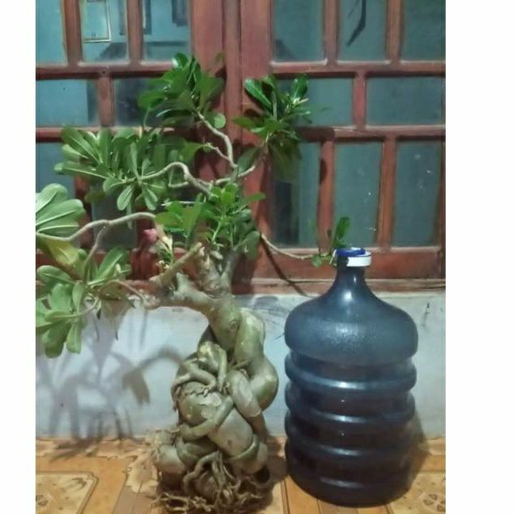 adenium bunga kamboja mantul bonggol besar jumbo akar rapat super bagus
