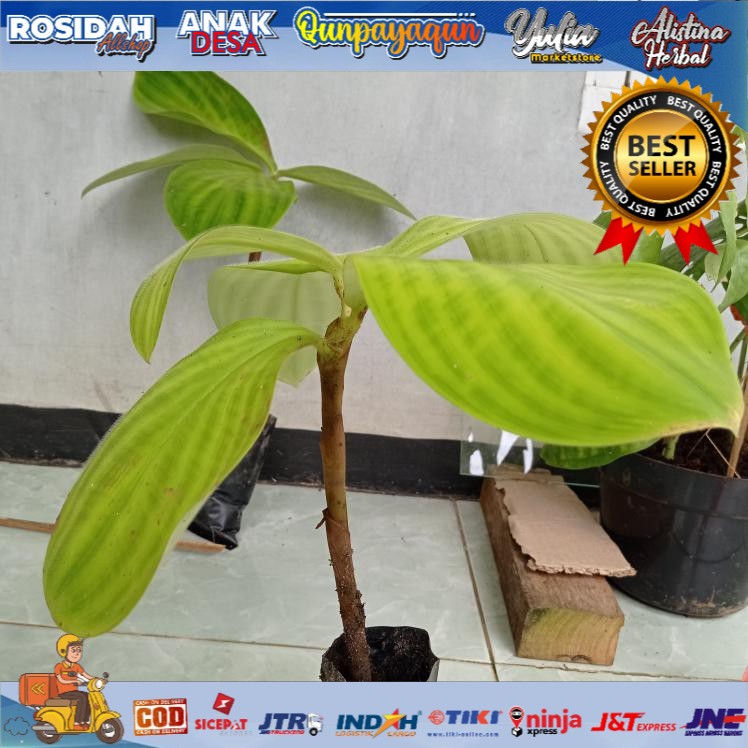 Pacing beludru/Tanaman hias pacing