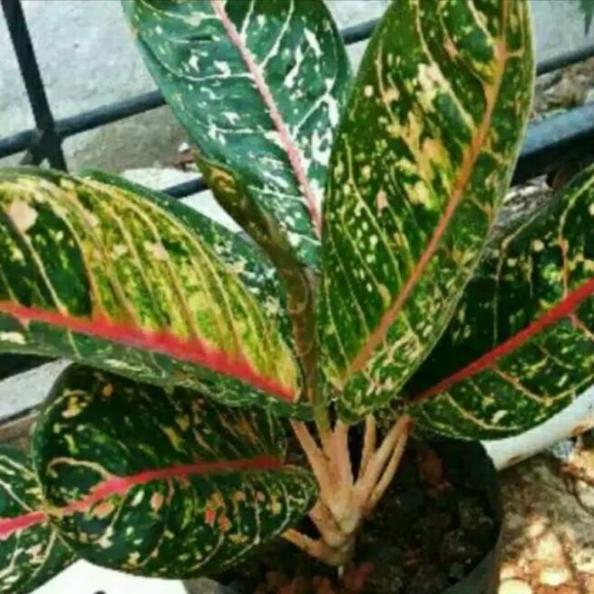 Tanaman Hias Aglonema Donacarmen - Aglonema Donacarmen