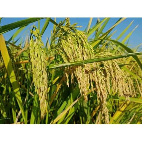 Benih Padi Unggul Inpari 32 Ss Premium Quality Indonesia