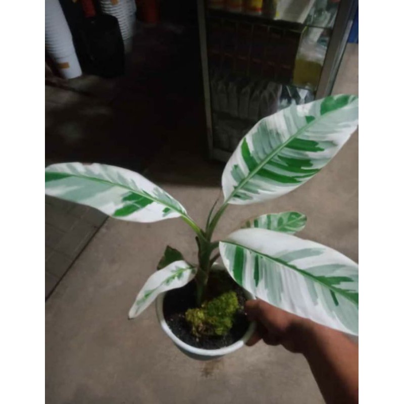 Pohon pisang varigata