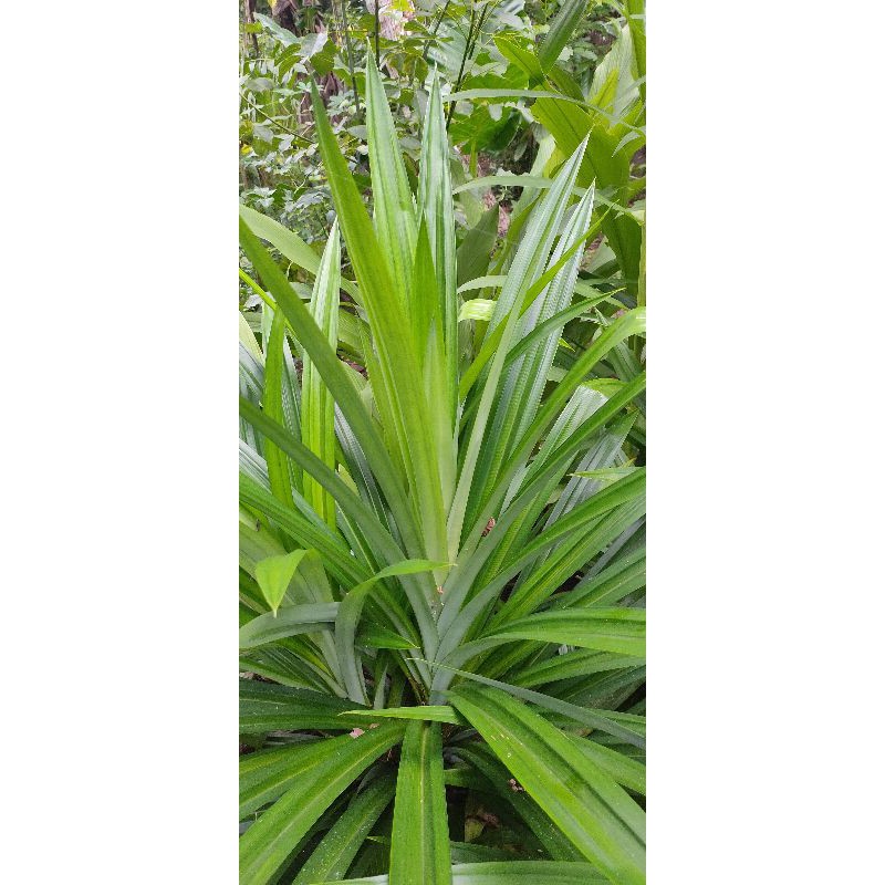 

Daun Pandan