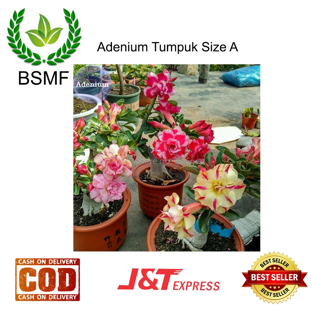 Adenium Import Bunga Tumpuk Kamboja Jepang Size A Berkulitas Dan Bervariasi Warnannya BSMF 02 Shopee Indonesia