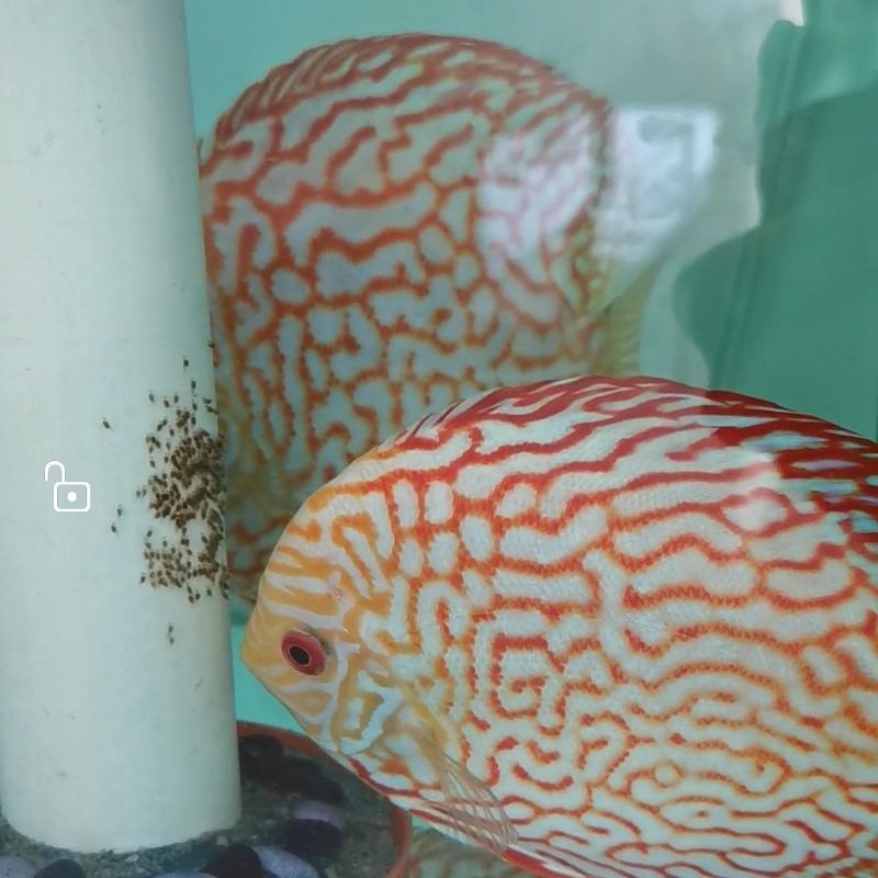 Ikan Discus sepasang Pigeon Checker Board pilihan Pair proven commtank dan lulus gendong