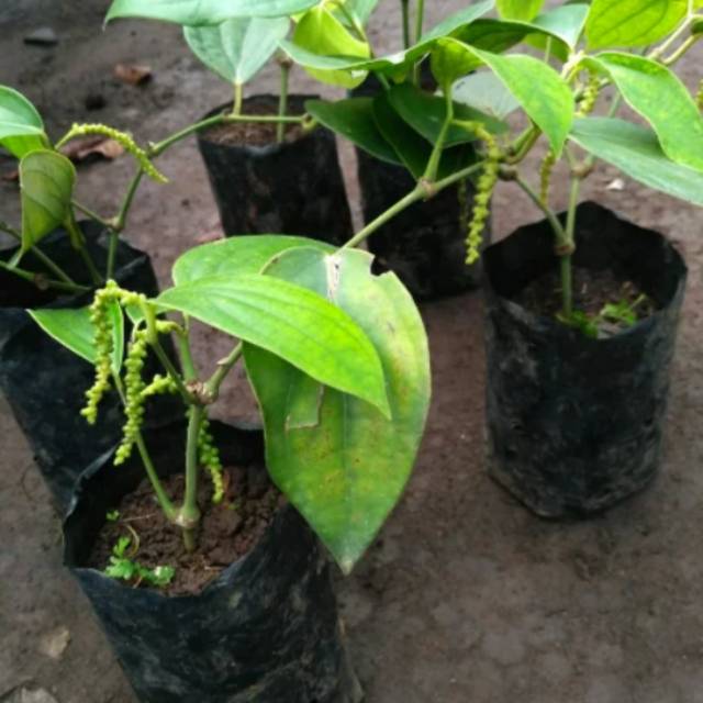 Bibit lada perdu berbuah