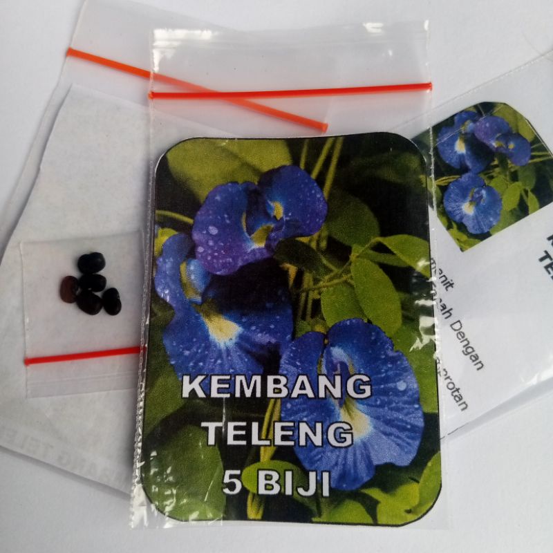 Biji Kembang Teleng Benih Kembang Teleng Siap Semai