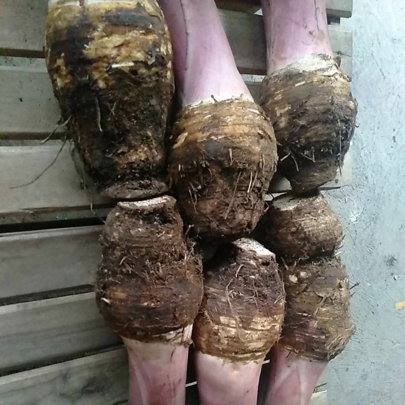 

Umbi Talas Bentul /Bentoel / Bentol Ungu segar kilogram @ satuan