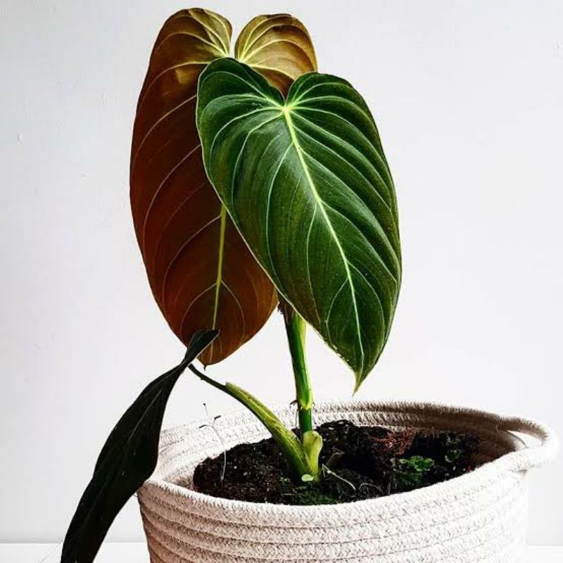 Murah Tanaman Hias Philodendron Melanochrysum / Melano Waterblat kode AM DAUN BESAR