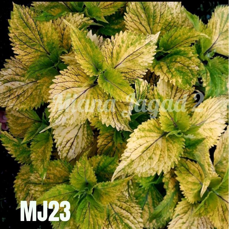 Miana Premium/Daun Kuning Urat Hitam/Daun Lebar/Promo