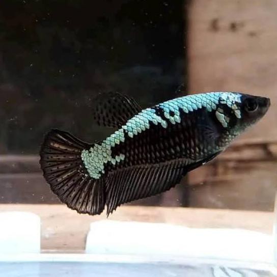 Promo Produk Terlaris 2020 Hobi Koleksi Cupang Betina Black Samurai Mamba