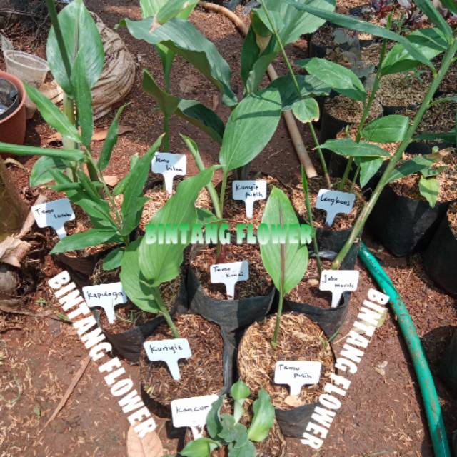 Paket 10 tanaman herbal rimpang/temu putih hitam lawak/kunyit kuning putih/kencur/jahe merah dll..