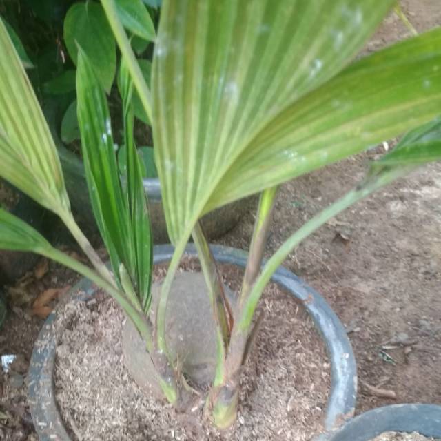 Bonsai kelapa kembar