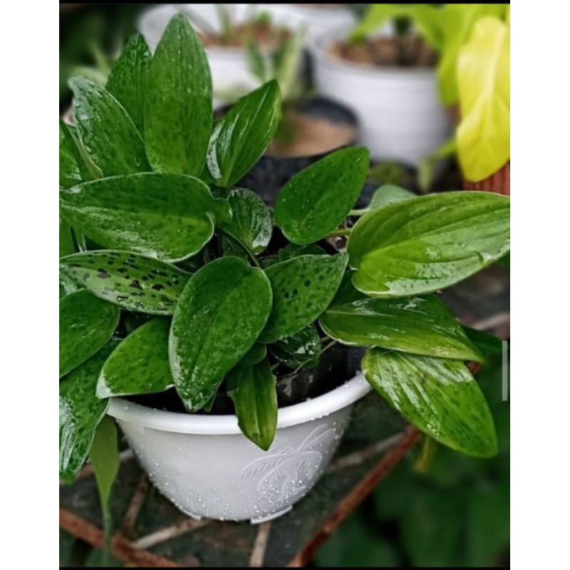 tanaman hias keladi tikus - keladi tikus - keladi - tanaman hias keladi - keladi tikus - herbal