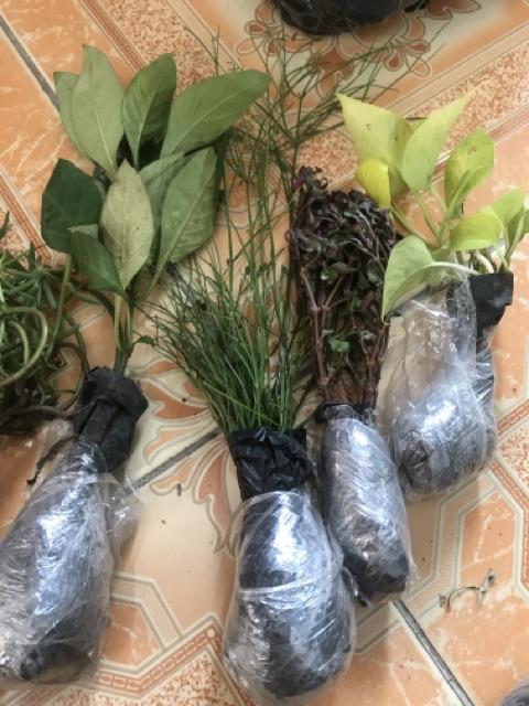 Tanaman Krokot Salju