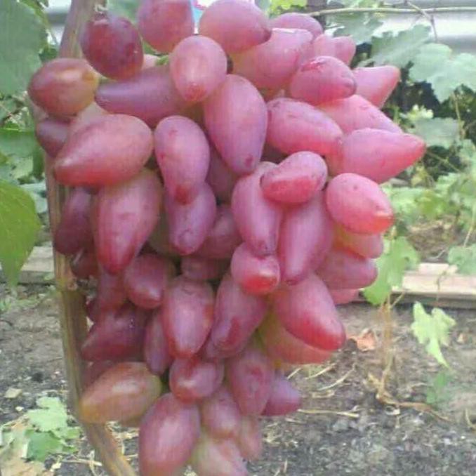 Bibit Anggur Import Duboski Pink H4J (bibit anggur stek/grafting) bibit anggur murah