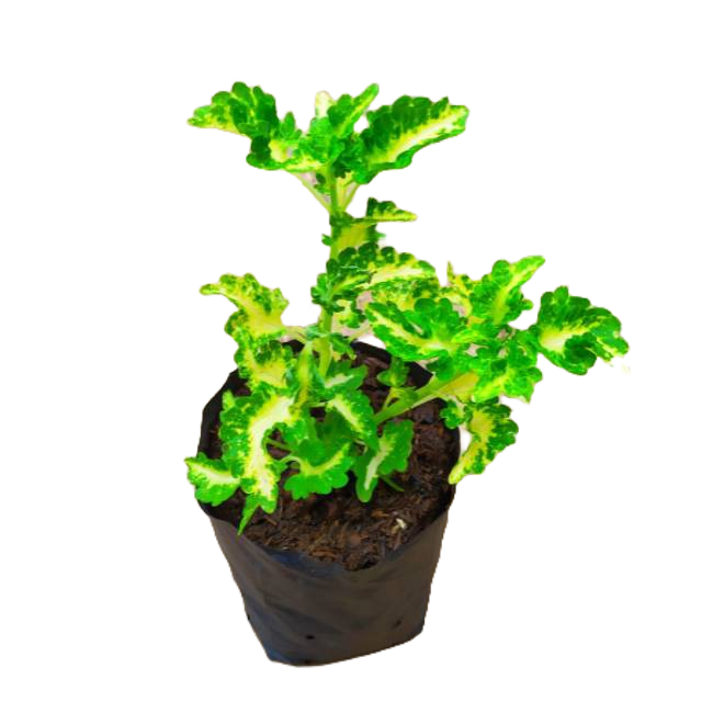 Miana Ekor Naga Kuning Tanaman Miana Hias Miyana Iler Jawer Kotok