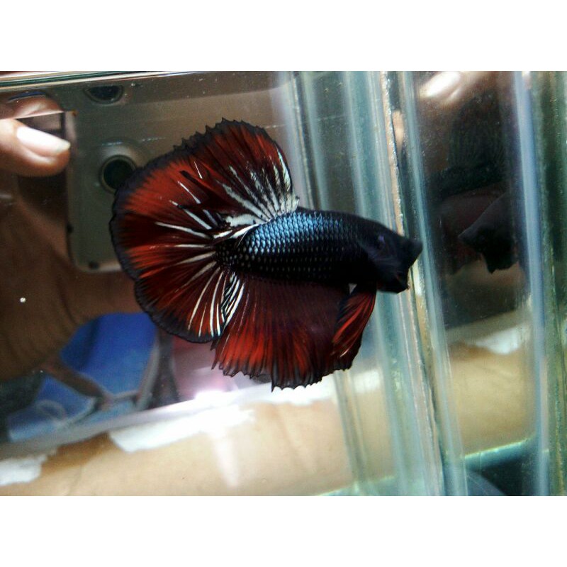 cupang HM red gold/real pic 516