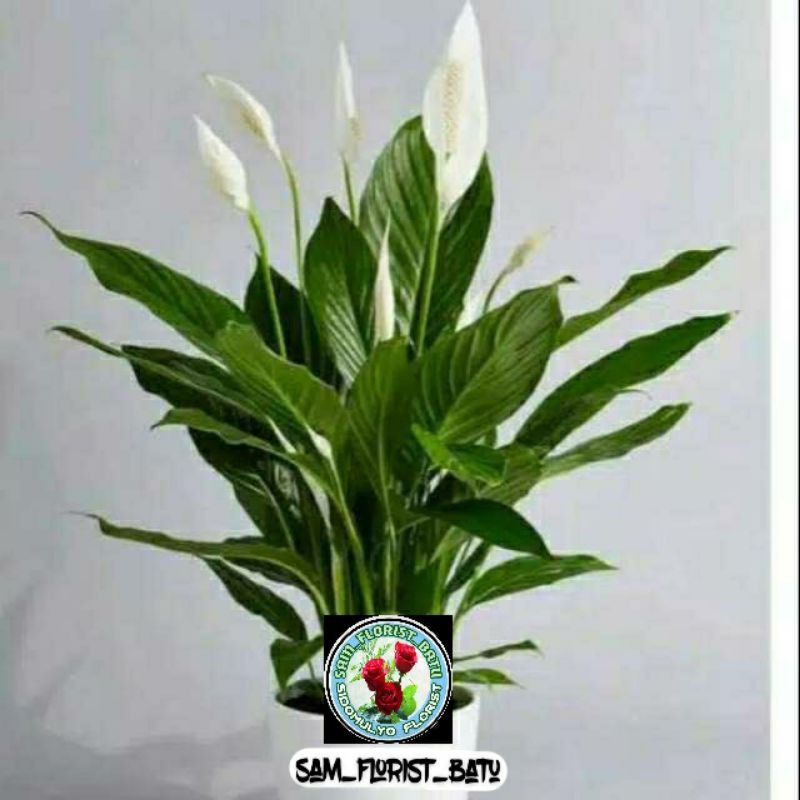 Bunga Spatufilum / Peace Lily