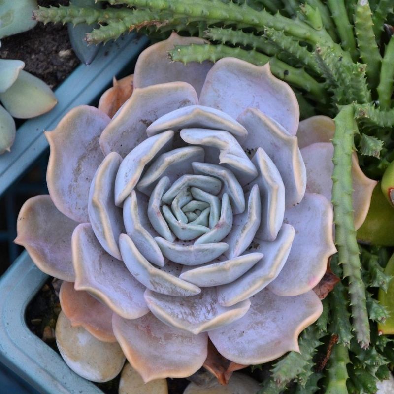 Sukulen Import Echeveria Lilacina