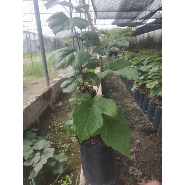 Bibit Pohon Anggur | Tanaman Anggur hitam | Pohon Merambat Anggur Ing4T