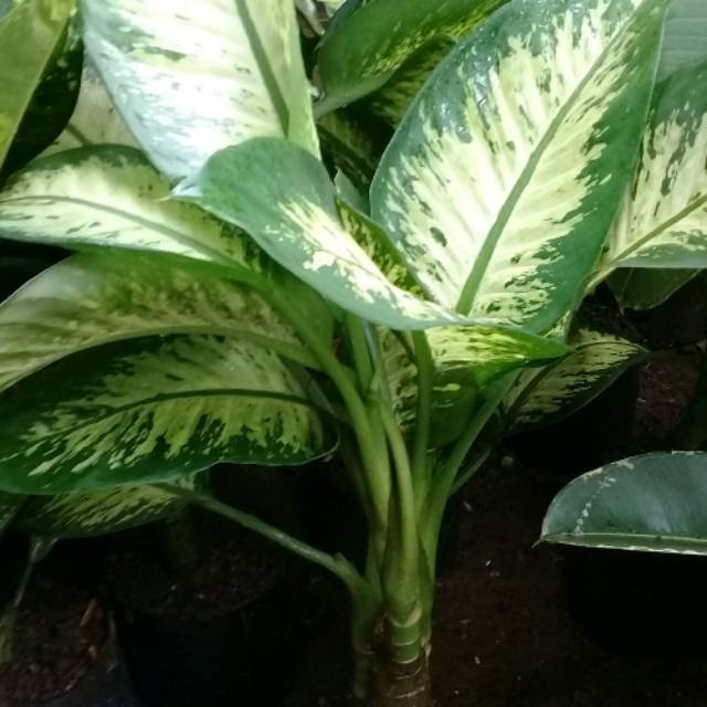 Tanaman hias blanceng zebra|pohon blanceng zebra