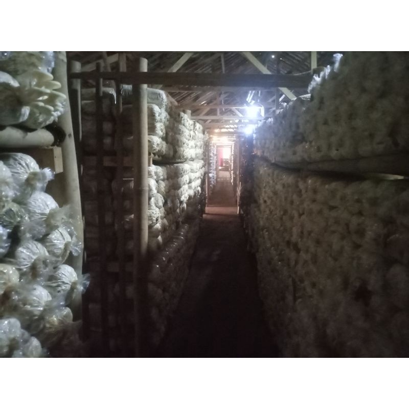 

bibit jamur tiram putih super