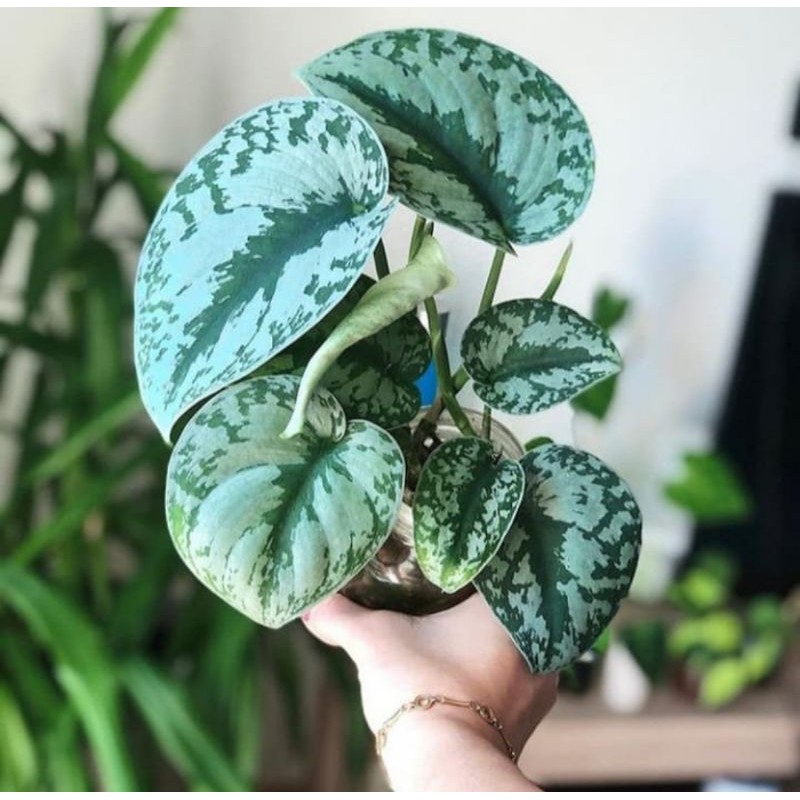 scindapsus silver - tanaman merambat scindapsus silver