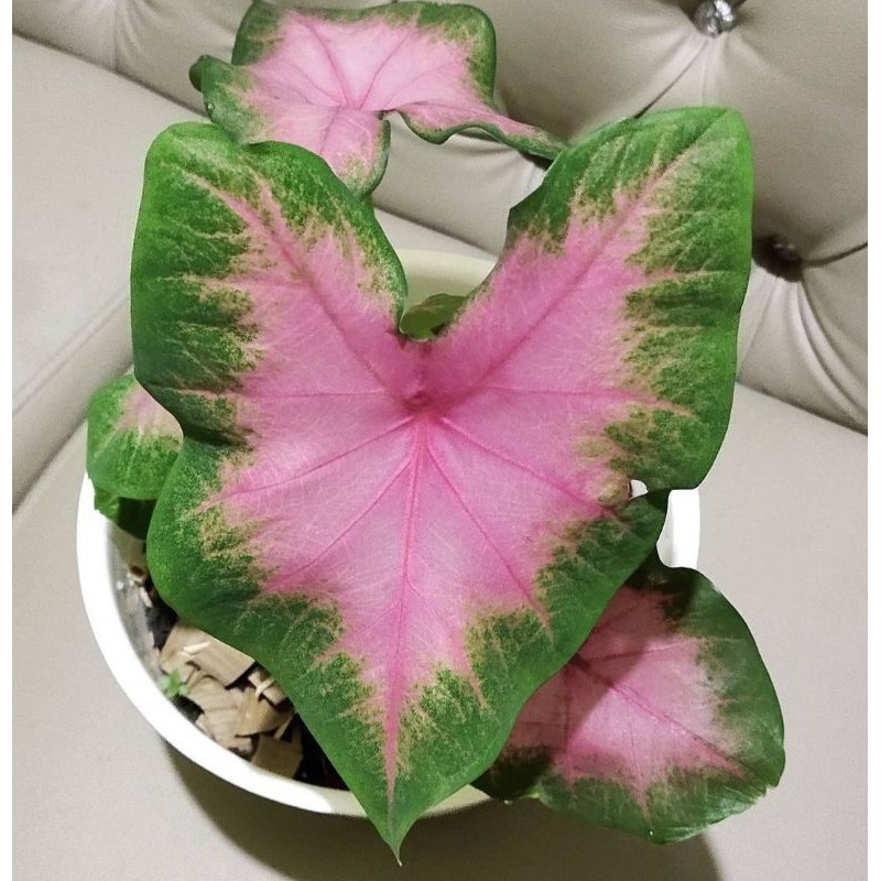 Caladium PINK LOVE Keladi Pink Bisa COD Tanaman Hias Murah