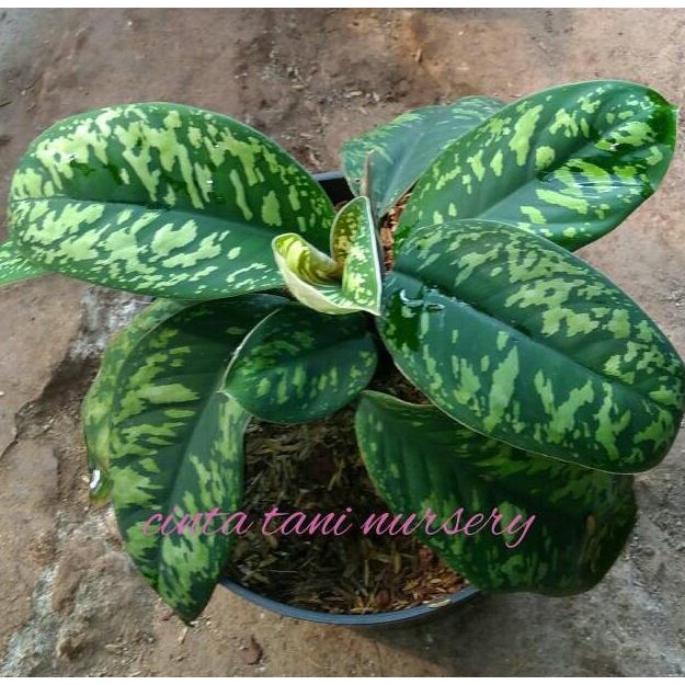 

tanaman hias homalomena/calatea army