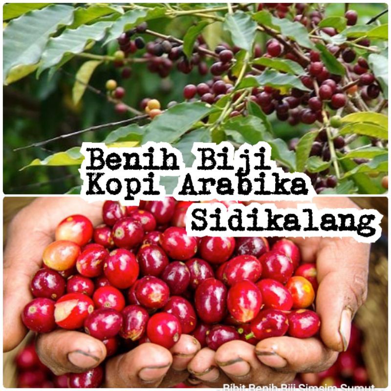 

1500 Butir Bibit Biji Kopi Arabika Sidikalang Varietas Sigarar Utang Alias Kopi Ateng