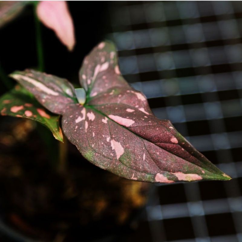 Syngonium Pink Splash Perfect | Syngonium Singonium Pink Splash