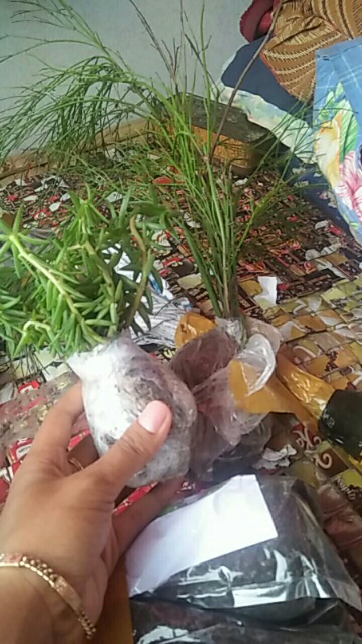 Portulaca Mini Batik Ungu Tumpuk/portulaca Grandiflora Double Petal