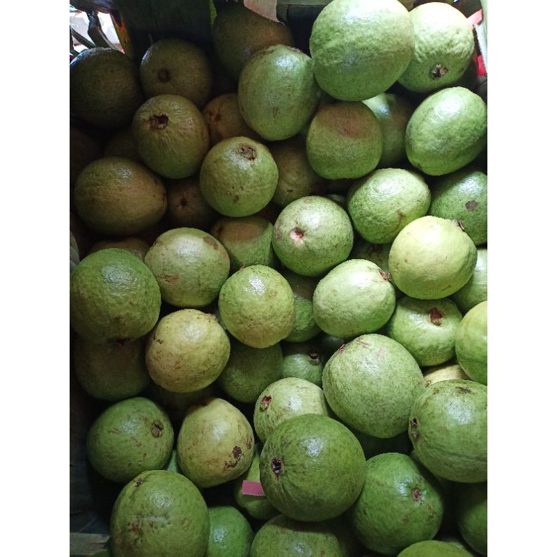 

Jambu Klutuk Merah 1 kg Fresh.