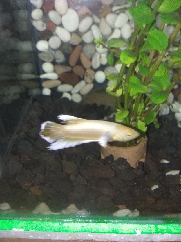 Ikan Cupang Hias Plakat Big Ear Soft Gold Mewah