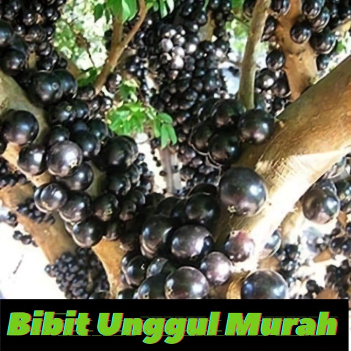 Bibit Anggur Brazil Preco