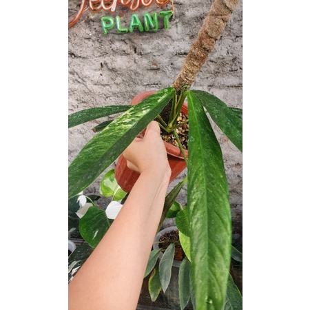 rhaphidophora megasperma varigata