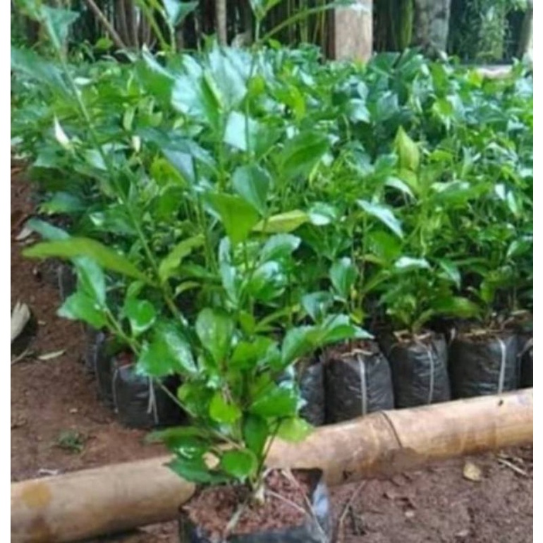 POHON TEH TEHAN PAGAR-bibit tanaman teh tehan pagar Tanaman Hidup-,Bunga Hidup Murah Bunga Hiasan ru