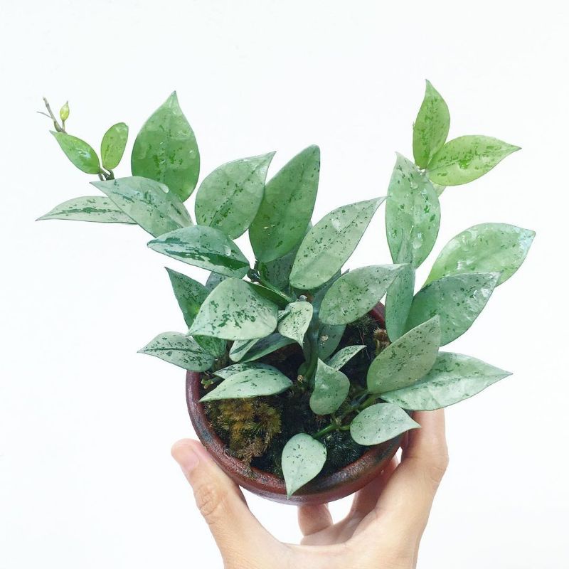 Hoya Lacunosa Silver - Tanaman Hias